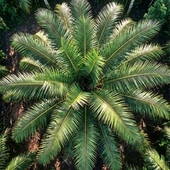 Fototapeta premium Beautiful top-down aerial view of a vibrant green palm tree. Symmetrical tropical palm leaves pattern on dark soil background, perfect for summer, nature, and exotic travel themes.