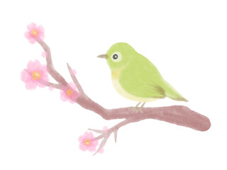 メジロと桜の水彩風イラスト
