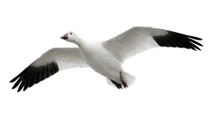 Fototapeta premium Majestic white snow goose in flight with its large wings fully spread, showcasing its beautiful white plumage and contrasting black primary feathers in a graceful, elegant pose