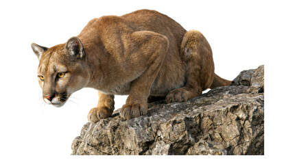 Obraz premium Powerful brown cougar with intense yellow eyes crouches on a rocky ledge, stalking unseen prey with a focused, predatory gaze in a detailed wildlife concept