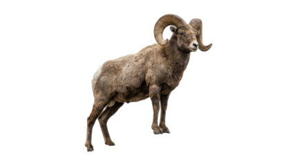 Majestic bighorn sheep ram with large, curved horns stands in a powerful full-length pose, showcasing its thick brown fur and attentive, confident gaze in a detailed wildlife portrait