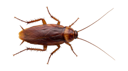 Large brown American cockroach insect pest with long antennae and spiny legs, captured in a detailed macro studio shot from a top-down perspective showing its full body