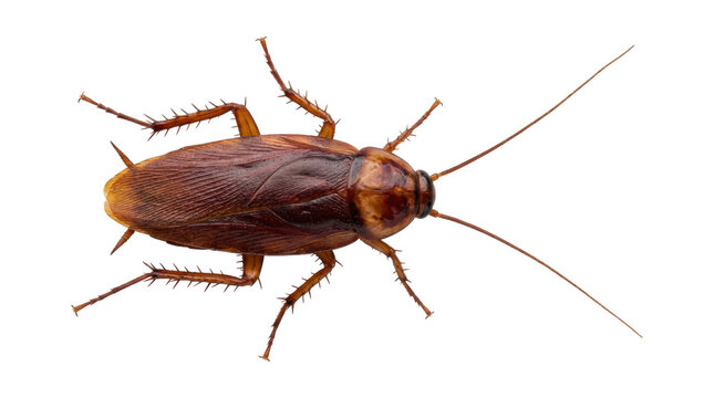 Large brown American cockroach insect pest with long antennae and spiny legs, captured in a detailed macro studio shot from a top-down perspective showing its full body