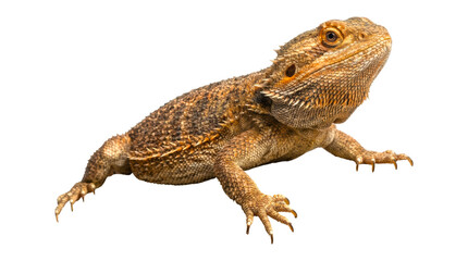 Brown bearded dragon lizard with spiky scales and sharp claws looks up curiously in a detailed studio portrait showing its textured skin and bright orange eye