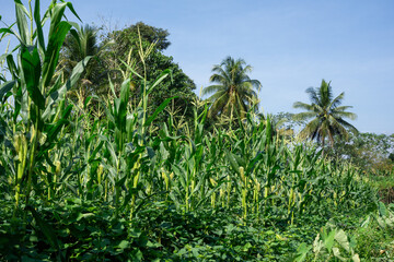 Obraz premium Corn crops growing tall in a tropical farm landscape