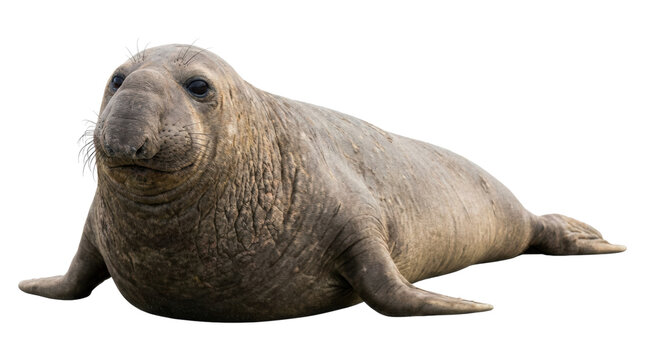 Large gray northern elephant seal with thick wrinkled skin and long whiskers is lying down and looking directly at the camera with its big, dark, expressive eyes in a full-body view