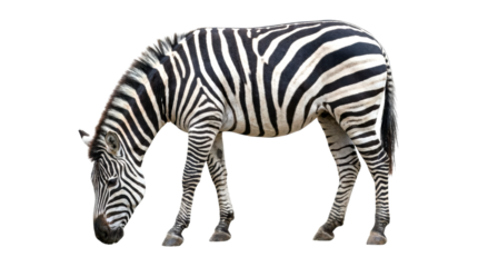 Beautiful striped plains zebra standing in a full-length side profile view with its head lowered, showcasing its distinctive black and white coat pattern and short mane