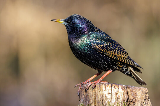 Star (Sturnus vulgaris)