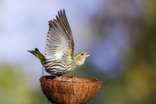 Zeisig (Carduelis spinus) Weibchen