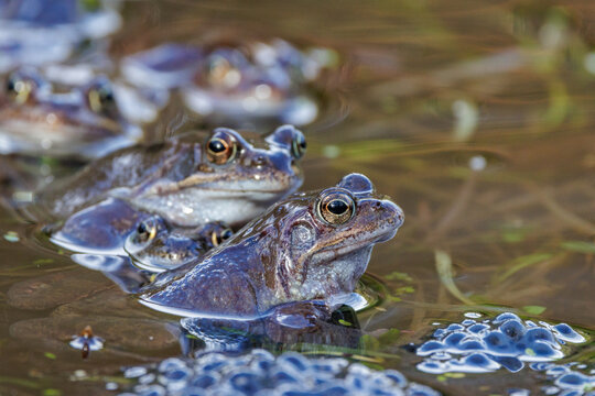 Grasfr&ouml;sche (Rana temporaria)