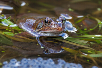Obraz premium Grasfrosch (Rana temporaria)