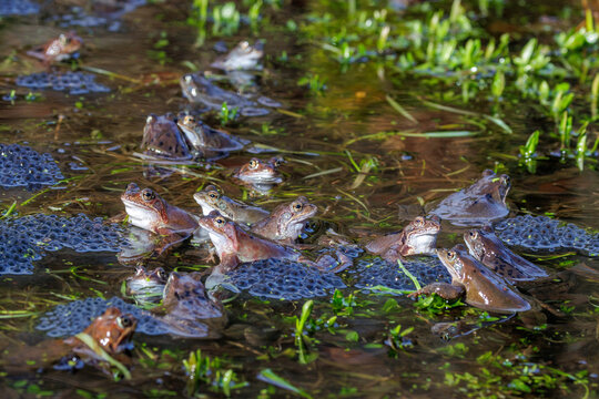 Grasfr&ouml;sche (Rana temporaria)