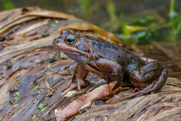 Obraz premium Grasfrosch (Rana temporaria)