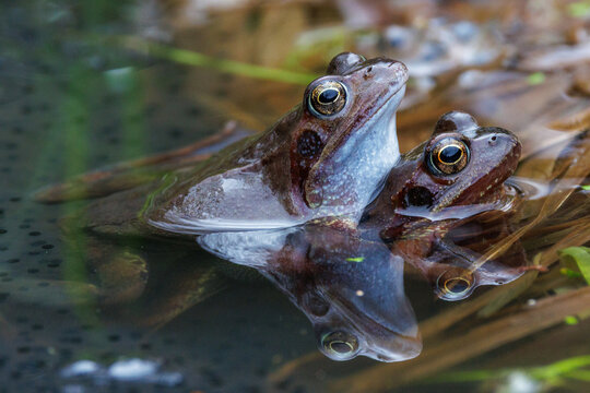 Grasfr&ouml;sche (Rana temporaria)