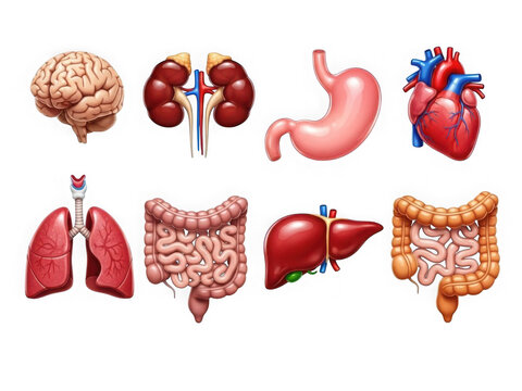 3d rendered anatomical illustration of human organs