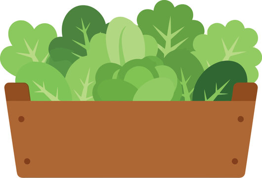 Fresh organic leafy greens in wooden crate vector illustration for healthy food concepts