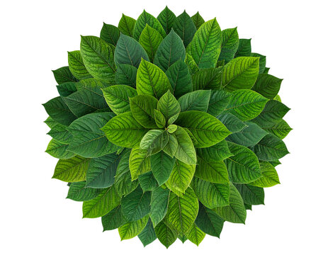 Top-Down View of Tree Canopy, Circular Leaf Pattern, PNG