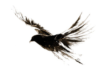 Fototapeta premium Black Bird Flying Silhouette Isolated on Transparent Background High Detail Wingspread