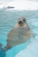 Naklejka premium Seal swimming calmly in clear blue water 