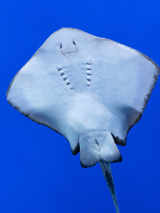 Stingray swimming gracefully in clear blue water  © kurileon