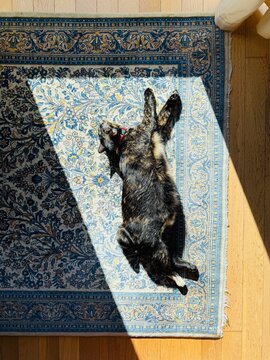 Cat stretching lengthways while lying on a rug in a shaft of sunlight