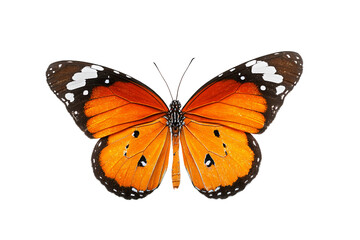 Obraz premium Fantasy butterfly garden aesthetic illustration isolated on transparent background