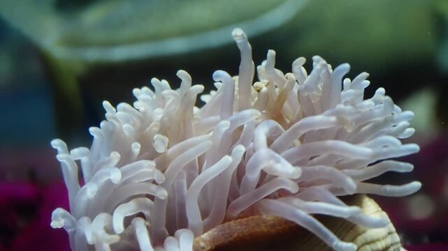 Delicate sea anemone tentacles in soft focus, captured close-up underwater as they ripple and sway within a tranquil marine habitat, revealing translucent textures and motion