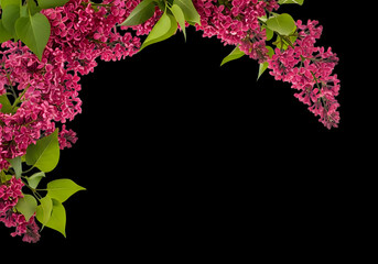 Arch of rich purple lilac flowers with green leaves on black