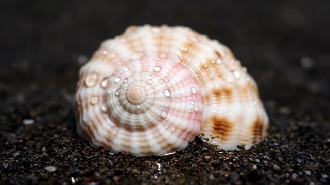 A delicate spiral seashell rests on dark black sand Its pearly white and pink hues catch the light showcasing intricate texture and natural beauty