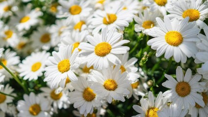 Obraz premium White daisies with yellow centers blooming in bright sunlight. Concept Daisies, White petals and yellow centers, Bright sunlight, Floral photography, Summer flowers