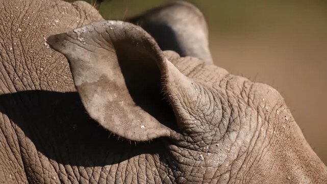 A close up view of a rhinoceros shows its wrinkled grey skin and large ear A tiny fly rests on its head highlighting the scale of the animal