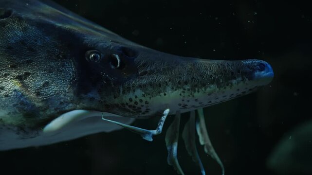 Closeup side profile of an ancient sturgeon with elongated snout and dangling barbels gliding through dark freshwater, revealing speckled, textured skin and features in low light