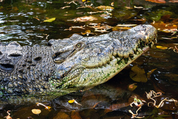 Freshwater crocodiles rest in a natural pond.