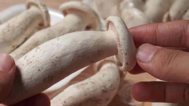mushrooms in a hand