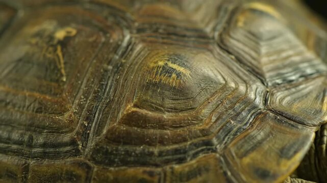 A close up detailed view of a tortoise shell shows intricate patterns and textures The earthy colors blend naturally creating a visually appealing natural design