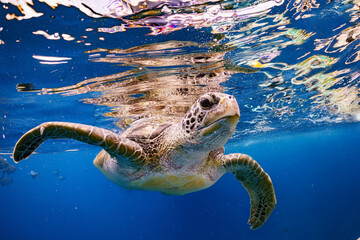 Exotic Wildlife Sea Turtle with Fishes and Marine Life Swimming Diving Underwater in Tropical Andaman Sea Underneath Blue Ocean Water Surface Tropical Warm Ripple Climate Islands © Puff Puff Snap