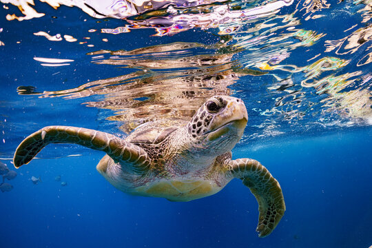 Exotic Wildlife Sea Turtle with Fishes and Marine Life Swimming Diving Underwater in Tropical Andaman Sea Underneath Blue Ocean Water Surface Tropical Warm Ripple Climate Islands