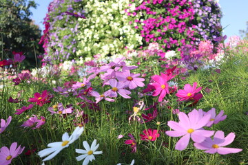 Beautiful flowers blooming in garden.colorful vintage
