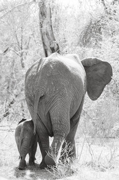 Elephant and calf walk together in the wild under the sun