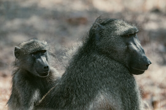 Baboons sitting together in a natural habitat on look out