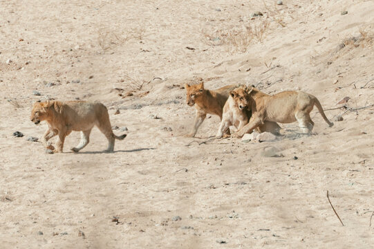 Group of lion cubs play and wrestle on dry river bed