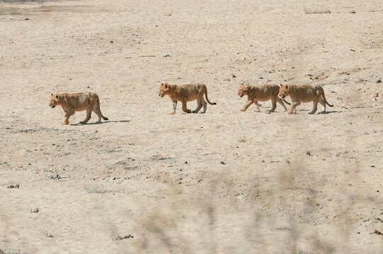 Lions walk in a straight line across dry open land in Kruger