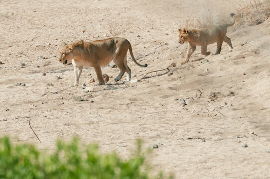 Lions walk in a dry riverbed at midday