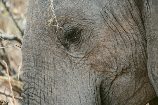Close-up view of an elephant's face showing wrinkles and texture