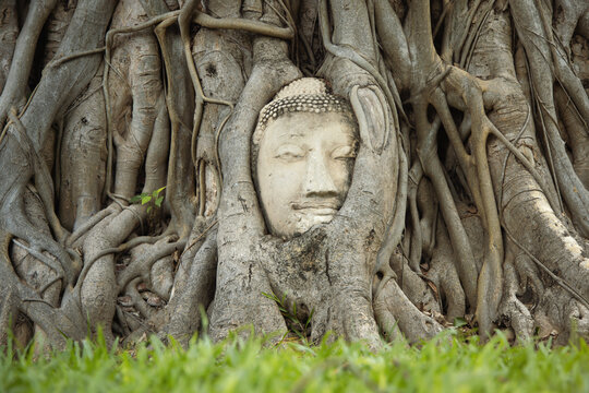 This is a Stone budda head traped in the tree roots Ayudthaya
