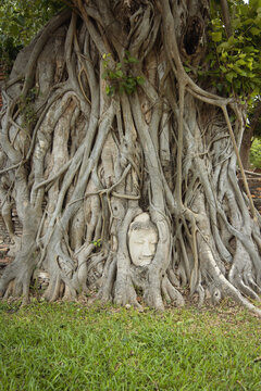 Ancient Budda Head in roots,Thailand