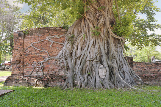 Ancient Budda Head in roots,Thailand