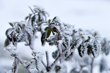 Plant covered with frozen hoarfrost, winter landscape