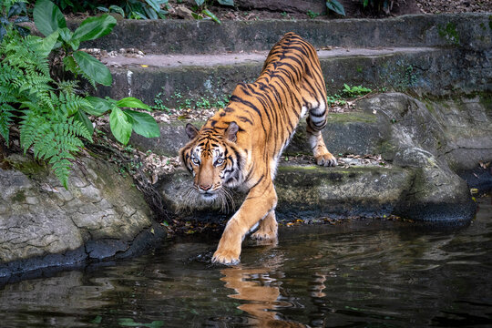 Asian tiger is resting in its natural habitat.