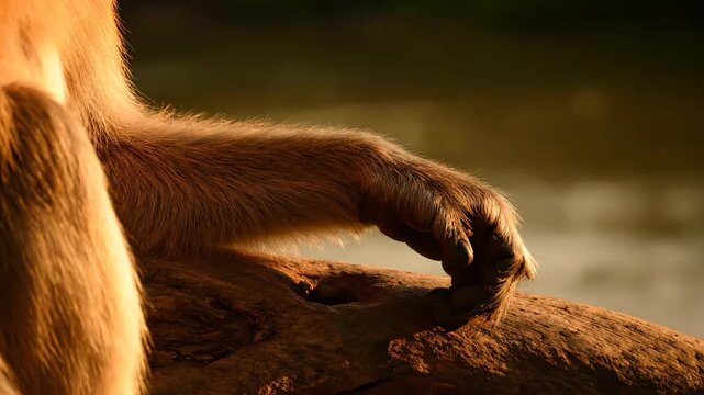 A close up detail of a monkey s arm and hand The fur is golden brown The monkey appears to be resting near a body of water